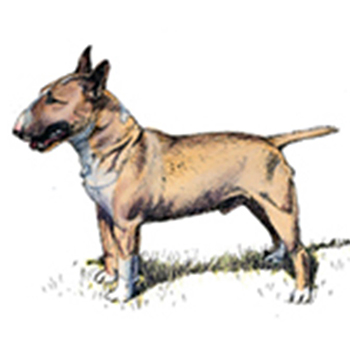 Bull Terrier - Miniature - Click Image to Close